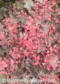 Heuchera 'Cherries Jubilee'